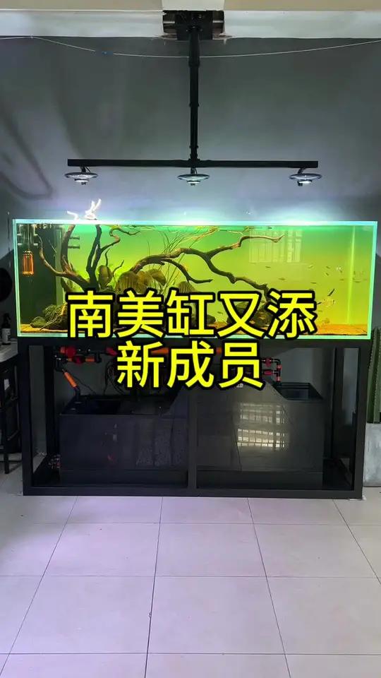 南美缸又添新成员 南美缸 七彩神仙鱼 野彩神仙鱼 造景 鱼缸造景