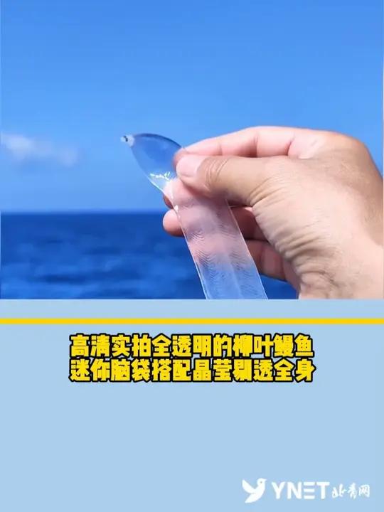 高清实拍全透明的柳叶鳗鱼,迷你脑袋搭配晶莹剔透全身
