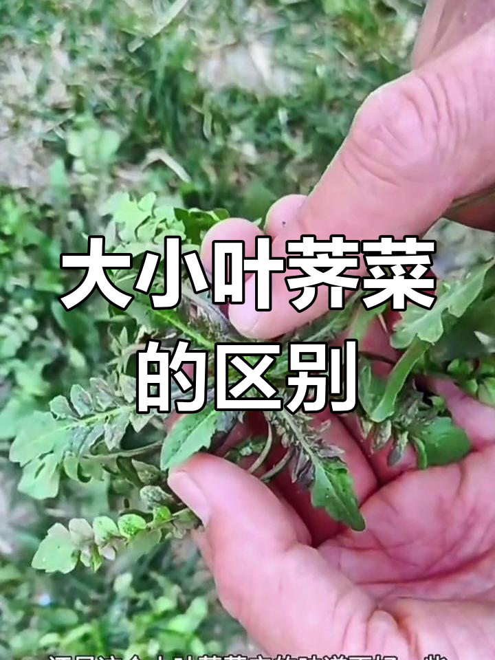 小叶荠菜与大叶荠菜的口感差异,你分清了吗?