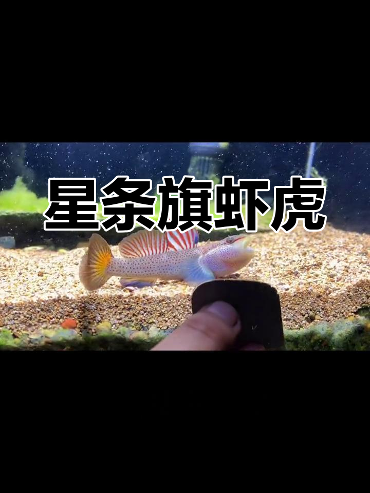 神农虾虎背鳍之美
