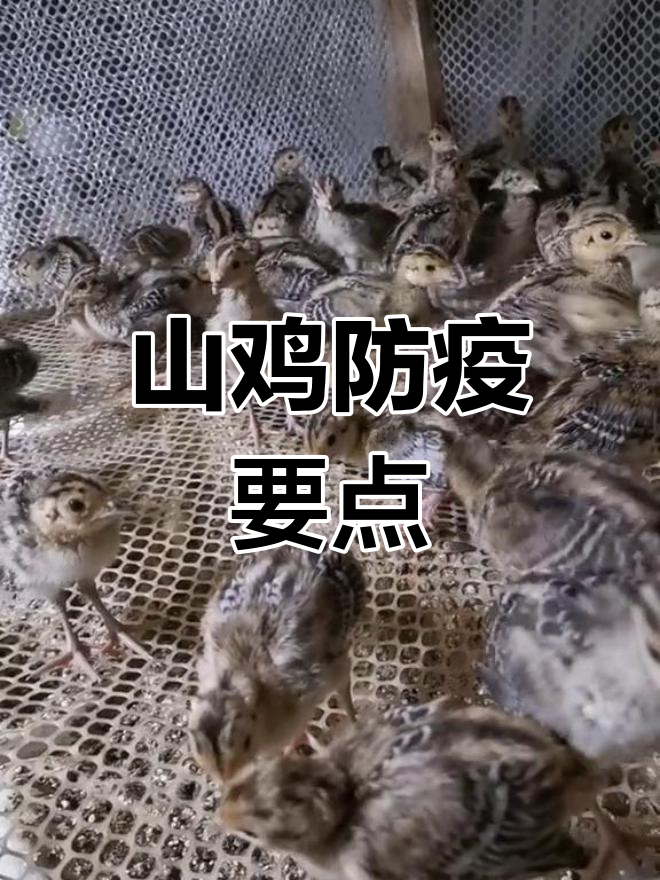 野山鸡养殖防病技巧:12-15天易生病,提前预防措施