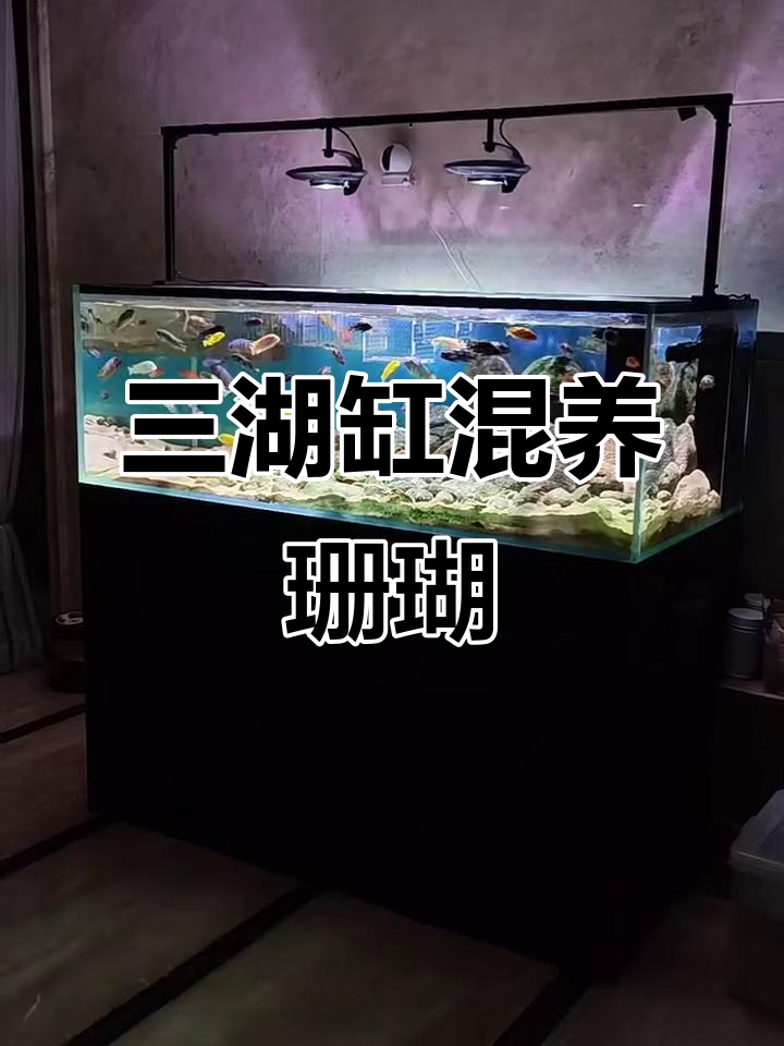 苏州鱼友150*70*50三湖缸混养冷门品种,色彩搭配自然