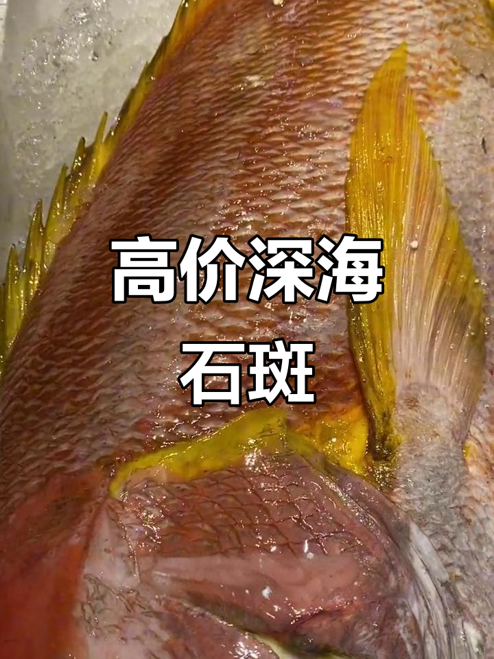 稀有深海石斑鱼,价格破千元!黄翅黑鳍的奢华美味