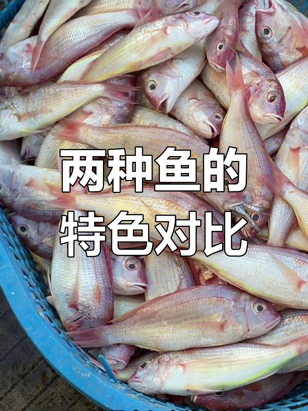 红衫鱼肉质更嫩,价格亲民;金线鱼蒜瓣肉味独特