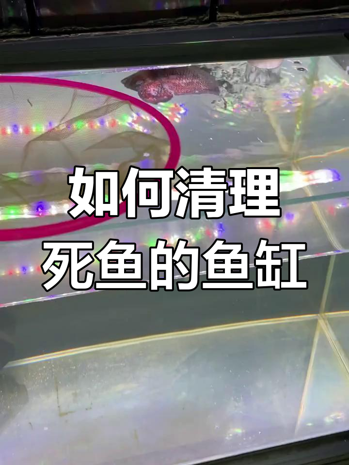 鱼缸死鱼后如何处理?这三步让你彻底清理