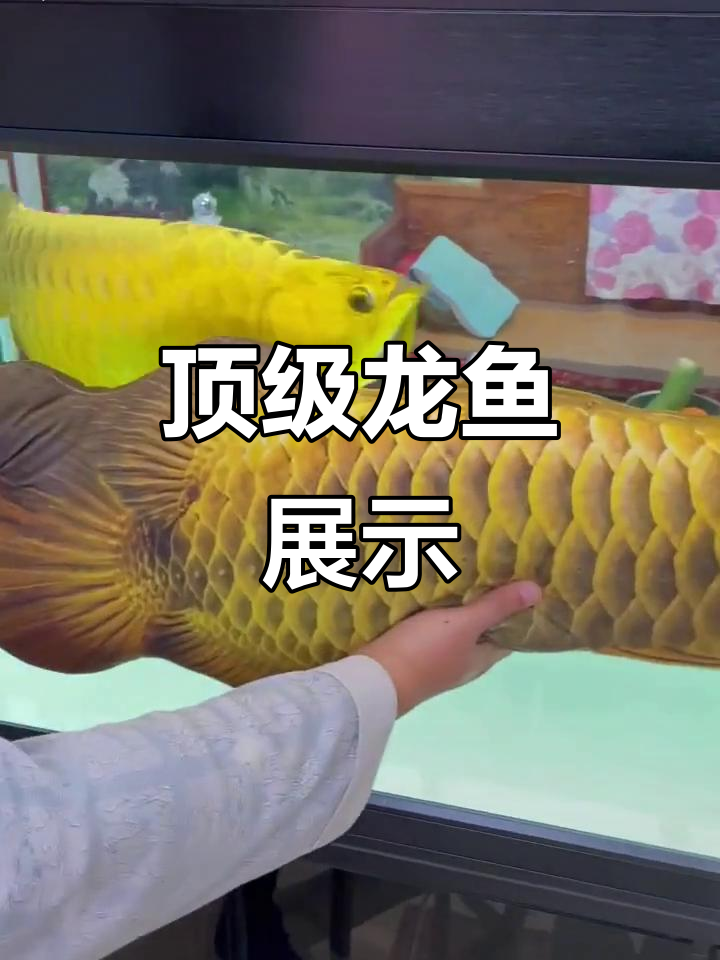 全金奎战士:天花板级别的龙鱼展示