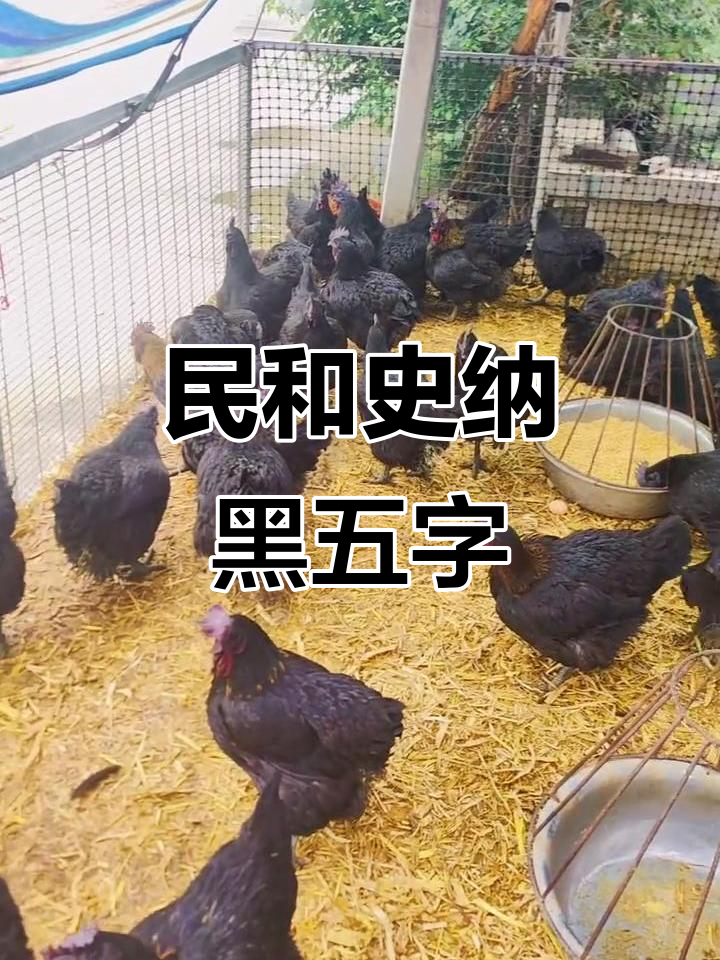 黑乌鸡产蛋一个月,品质超乎想象