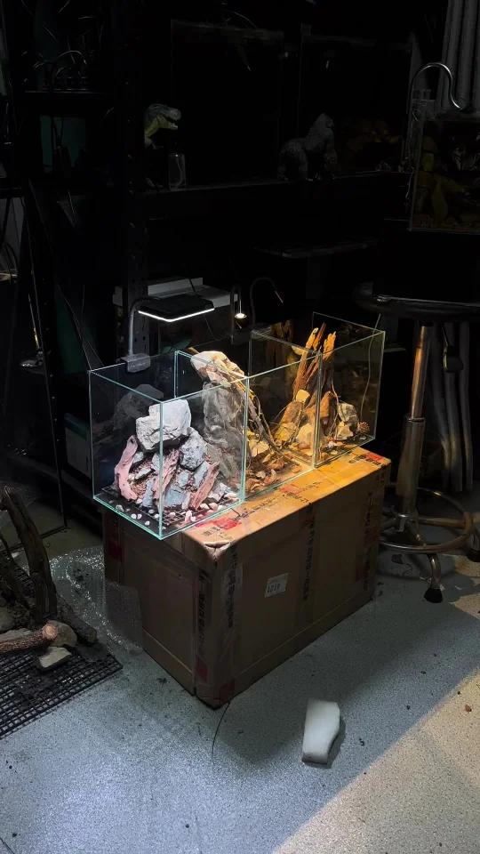 你们的斗鱼有福啦～