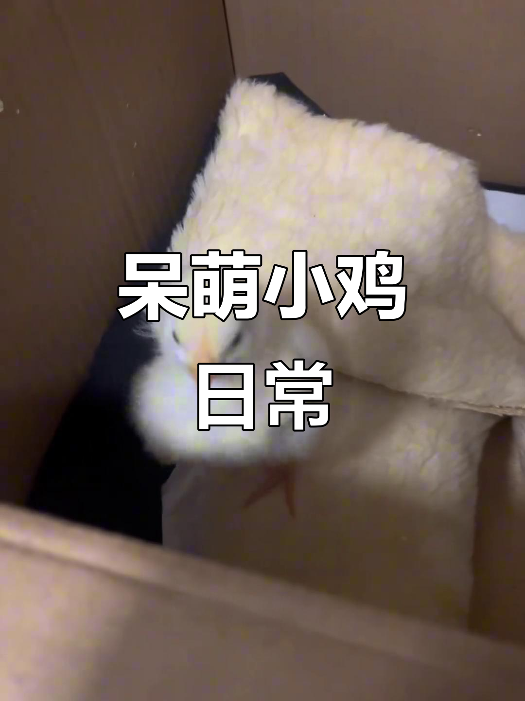 小鸡仔的日常萌态,爬身上秒睡,连垃圾堆里的食物都爱吃
