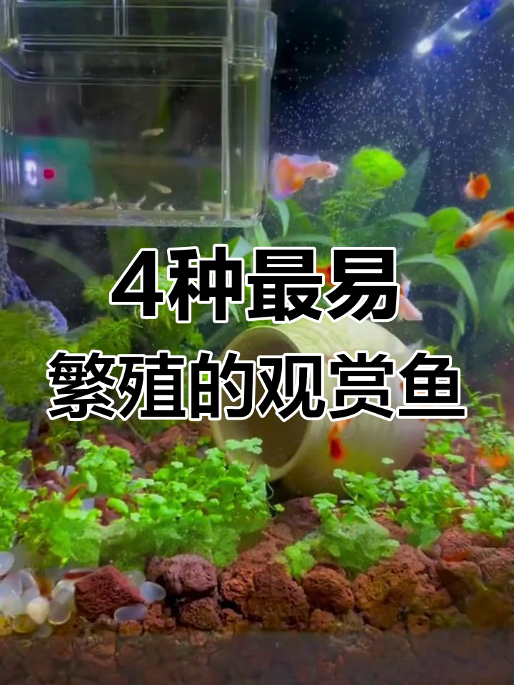 这些鱼直接生小鱼,爆缸超容易!