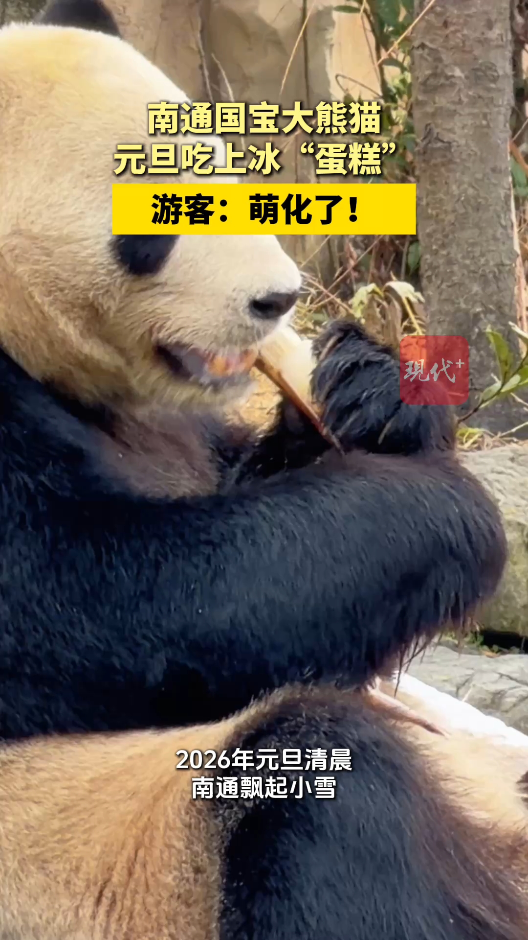 南通国宝大熊猫元旦吃上冰“蛋糕”，游客：萌化了！