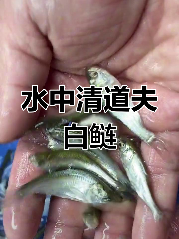 白鲢鱼苗:水质守护神,轻松养殖让水域更清澈