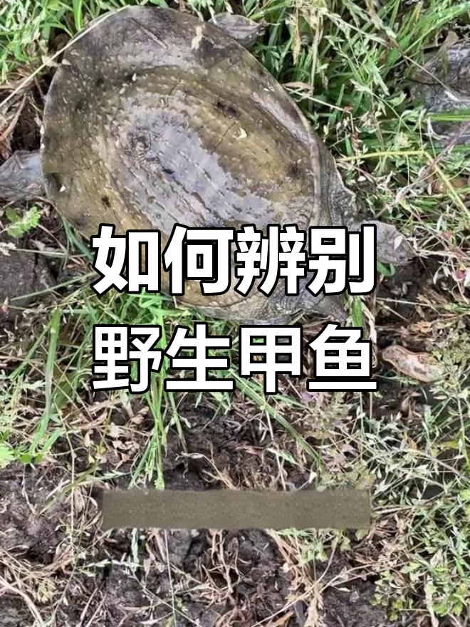 野生甲鱼识别技巧,避免被忽悠