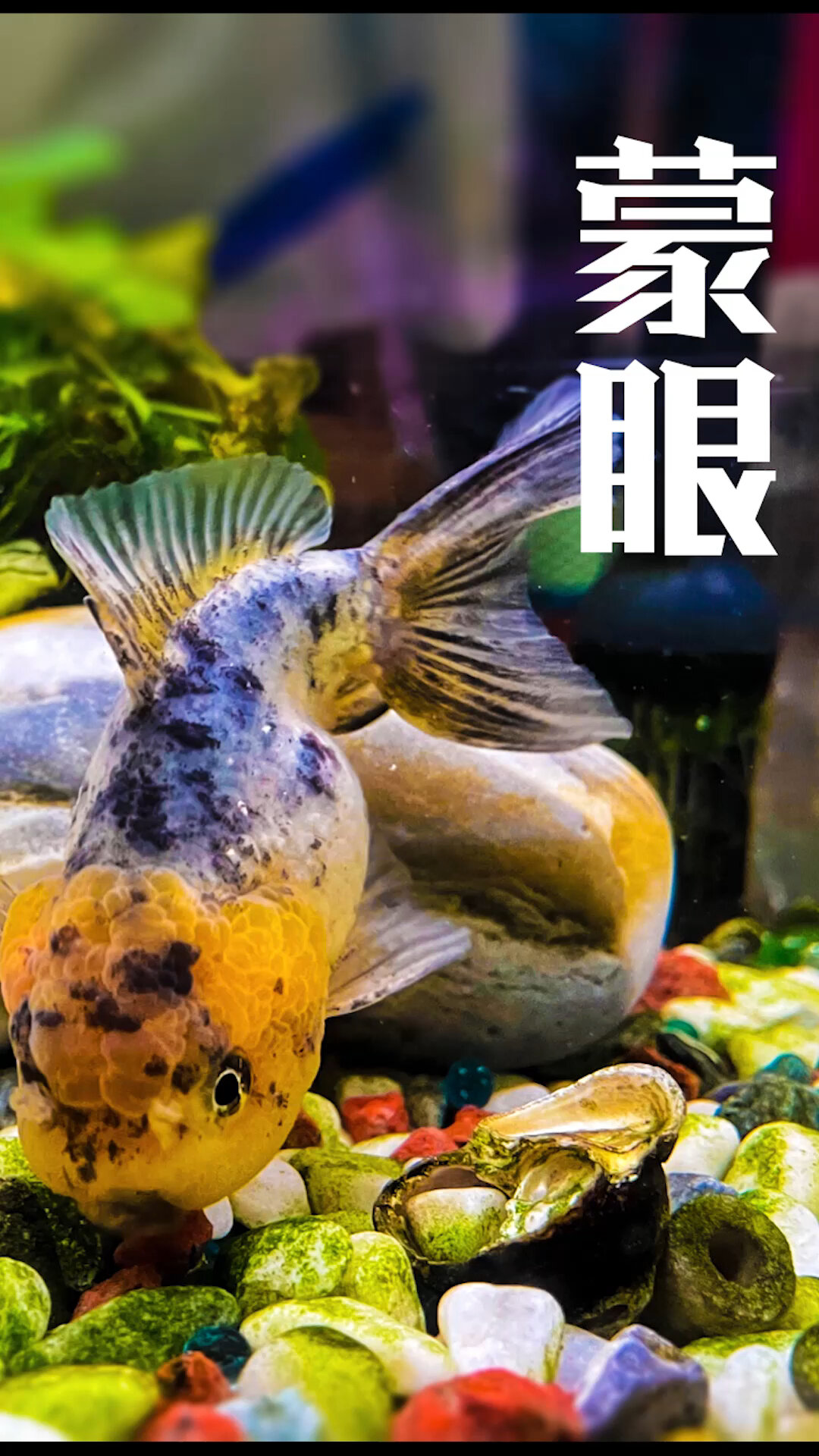 观赏鱼眼睛发白,是生病了,这样治