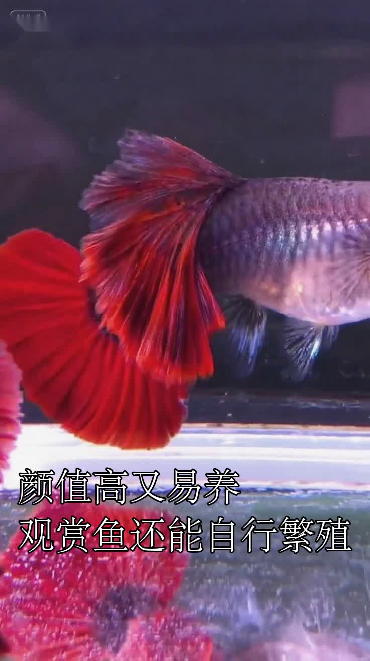 颜值高又易养观赏鱼还能自行繁殖