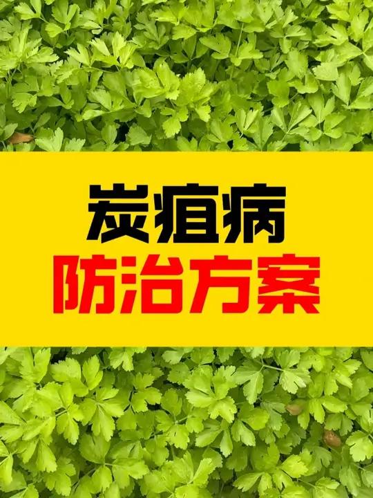 炭疽病防治方案!