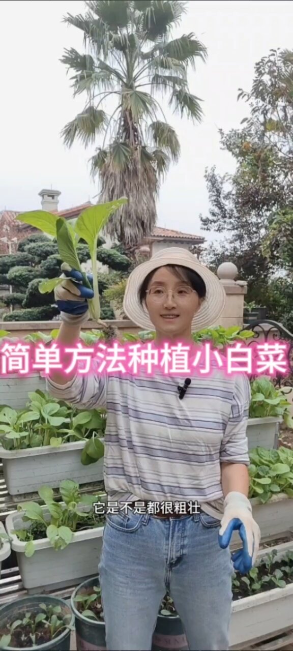 家庭种植小白菜,方法简单生长快速
