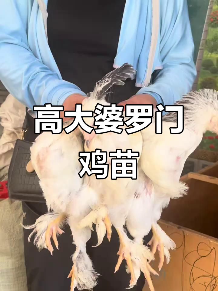 婆罗门鸡苗:防疫疫苗齐全,高个品种轻松养殖
