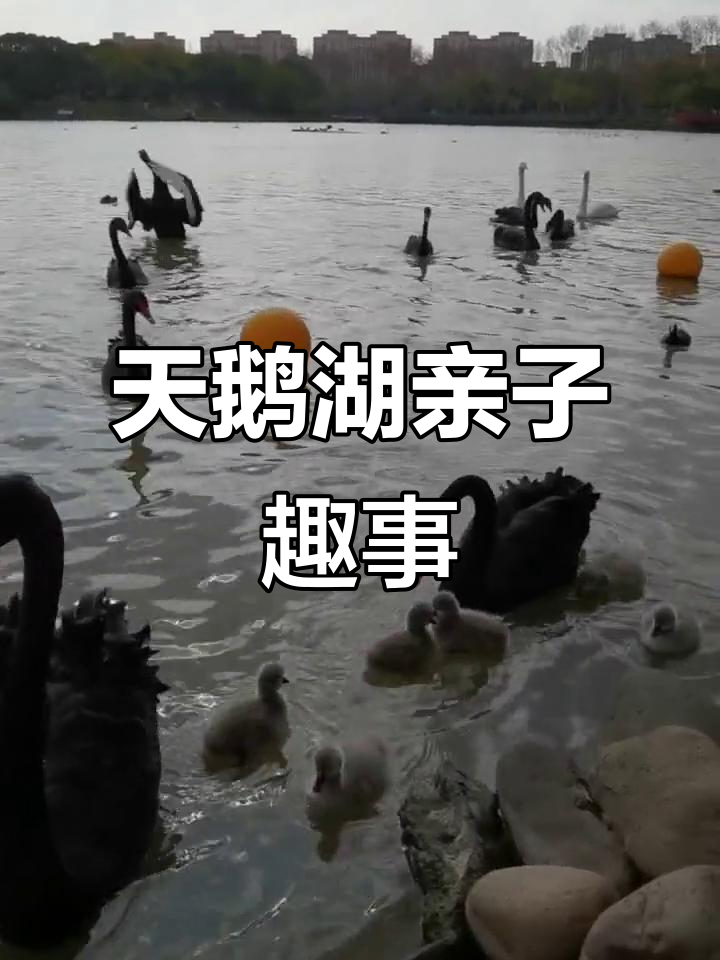 上海野生动物园天鹅湖:小公主与弟弟的趣味日常