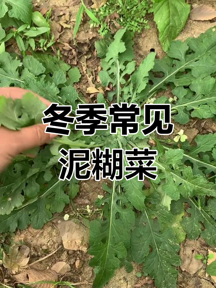 泥胡菜:冬春季的野味美味,做法多样