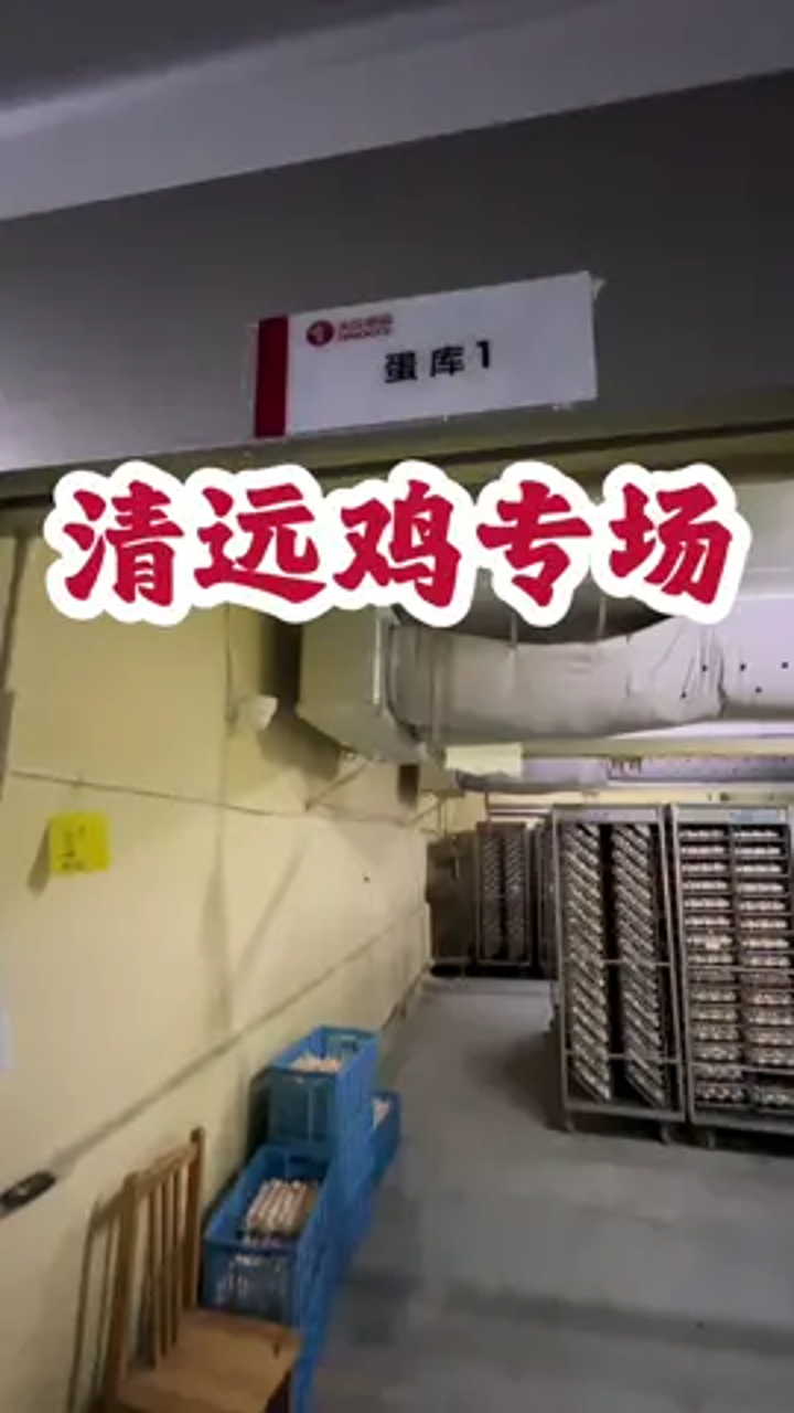 清远小公鸡来了 清远美食清远鸡 清远鸡返场～～