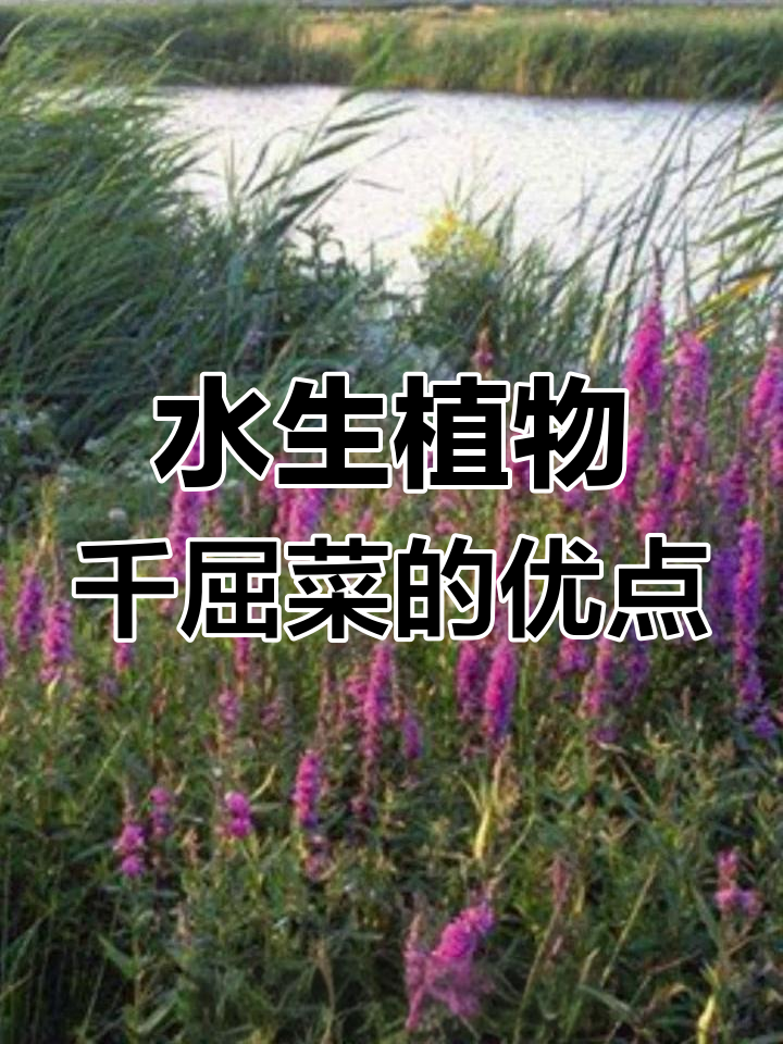 千屈菜:耐盐碱、净化水质,打造水生态修复新选择