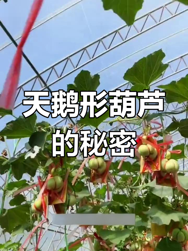 葫芦变天鹅,独特勒扎工艺揭秘