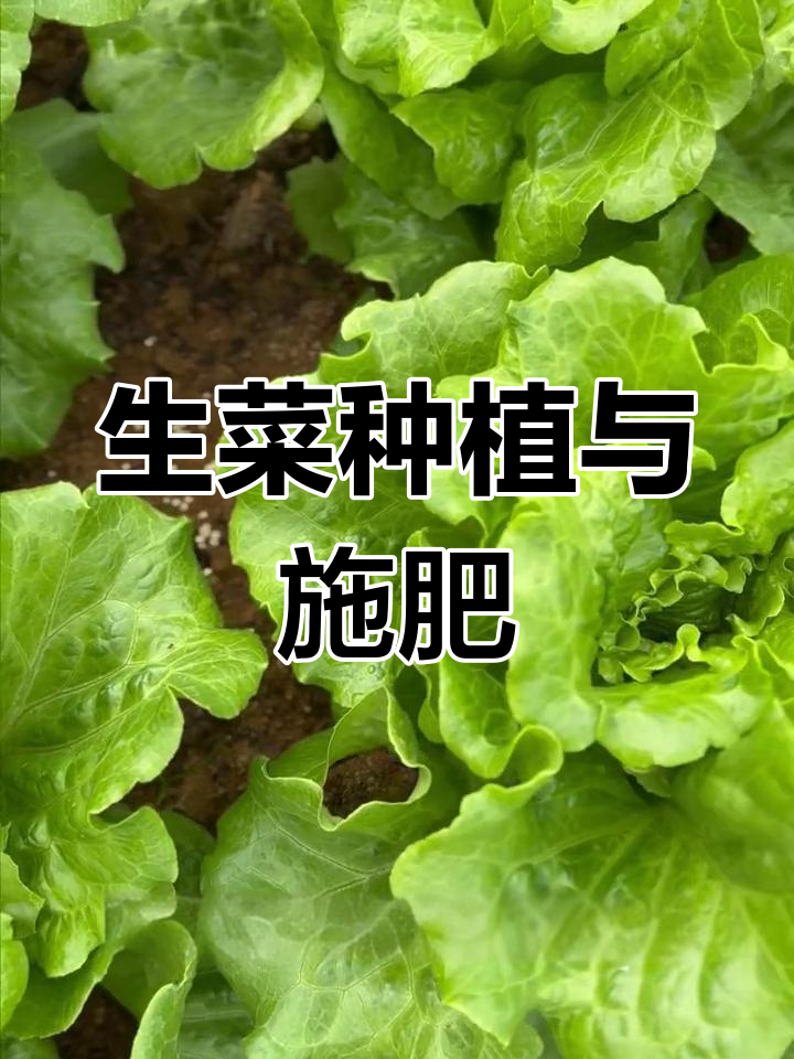 生菜施肥技巧:不同生长阶段如何追肥
