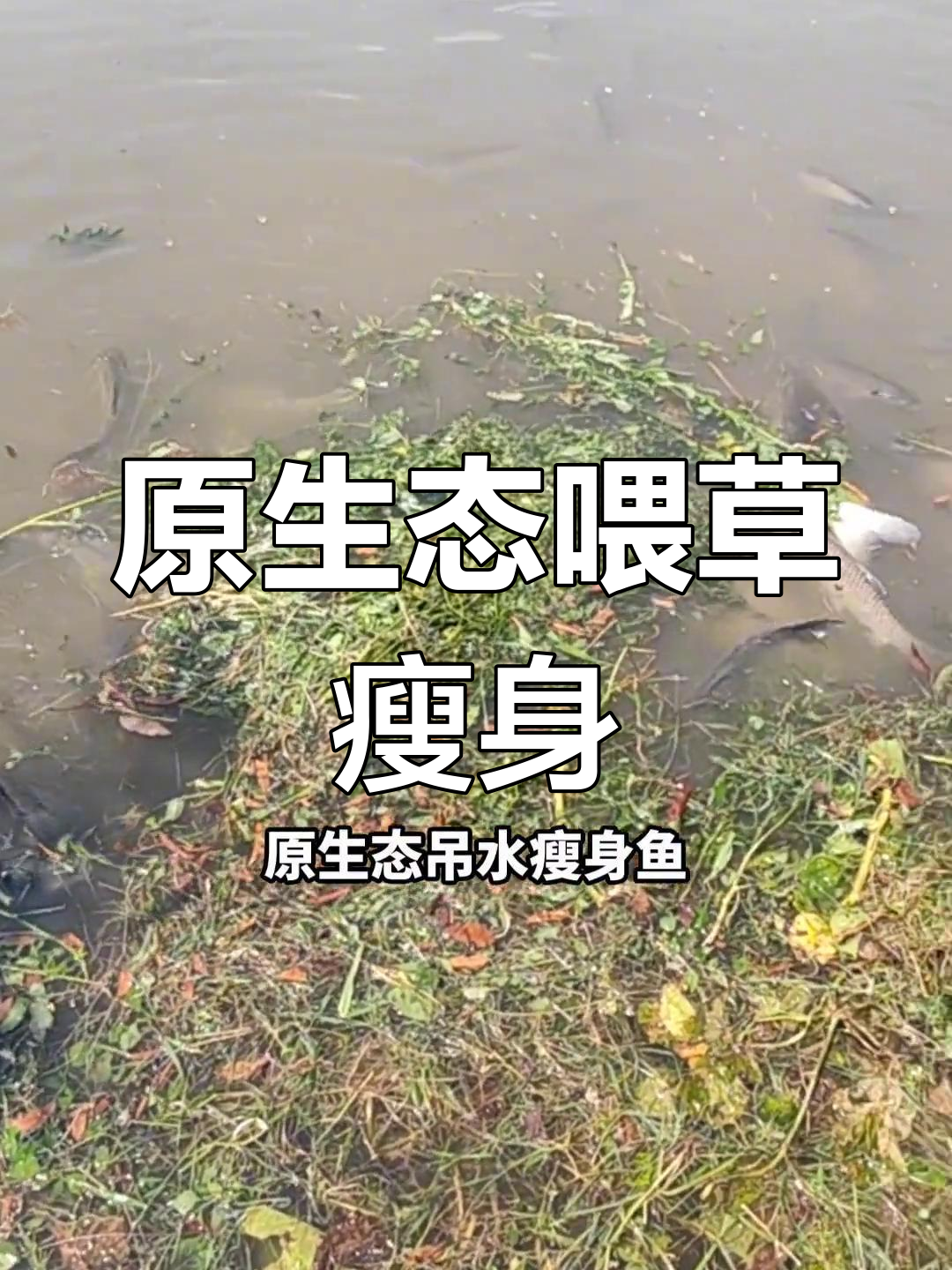 草鱼吊水瘦身,头比身体大