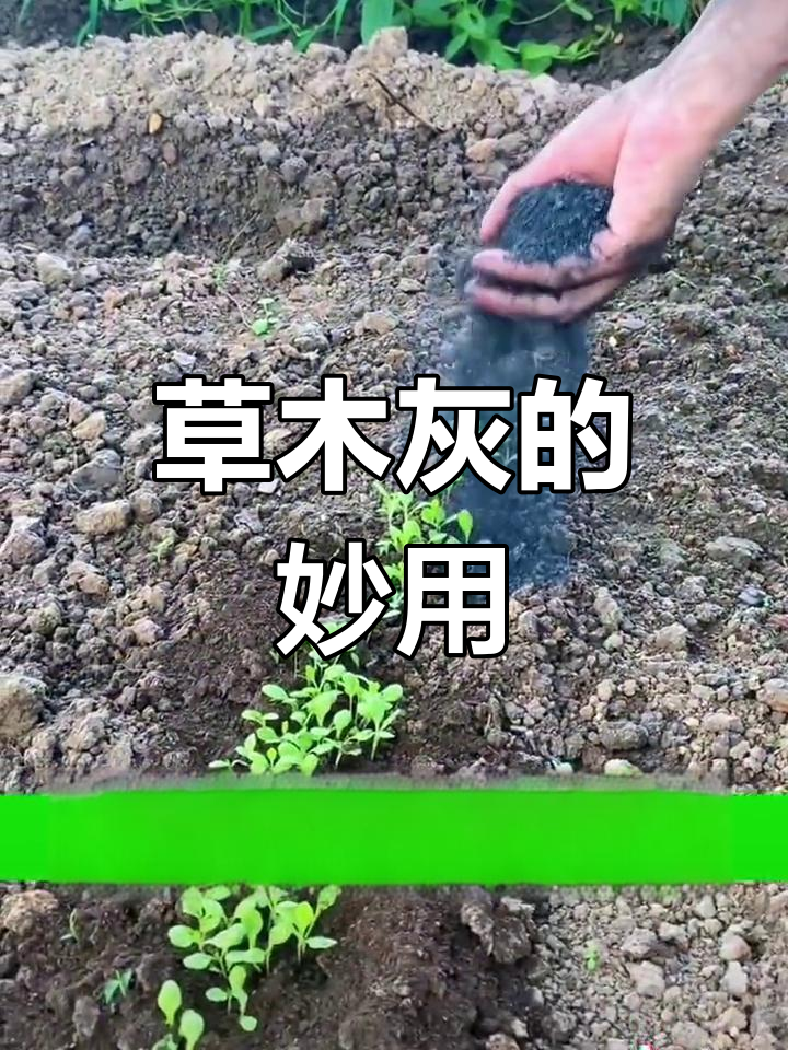 草木灰:种菜的神奇肥料