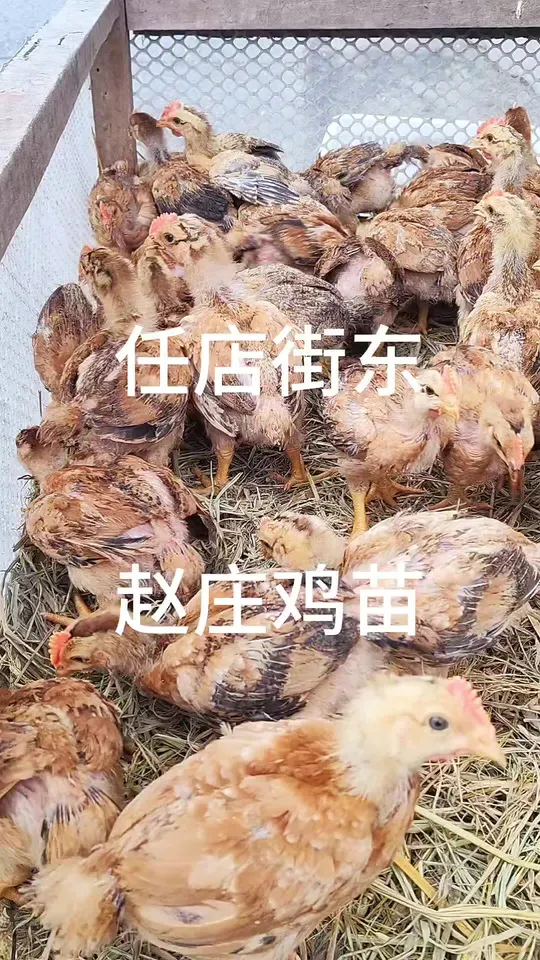 大麻红公鸡能长十四五斤，防疫到位鸡群健康