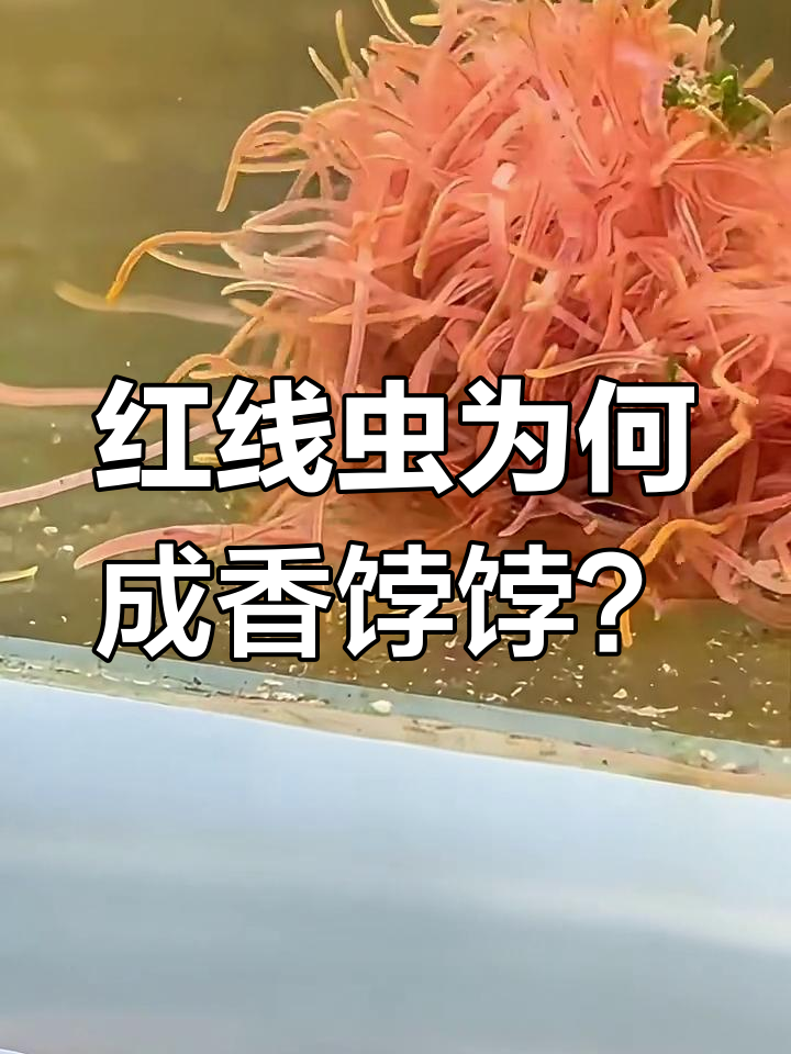 为什么红线虫能让鼠鱼快速繁殖?活食的秘密揭秘