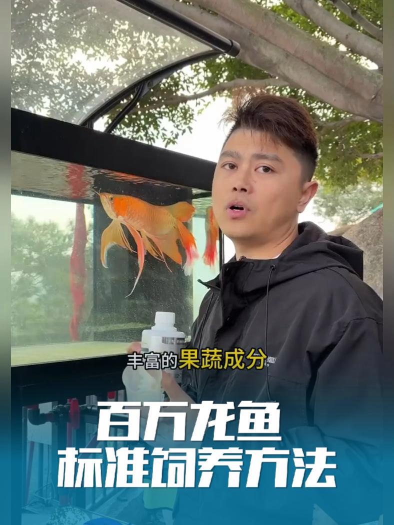 拥有一条百万红龙如何饲养 拥有一条百万红龙如何饲养 鱼缸 水族 养鱼日记 龙鱼 凤凰龙