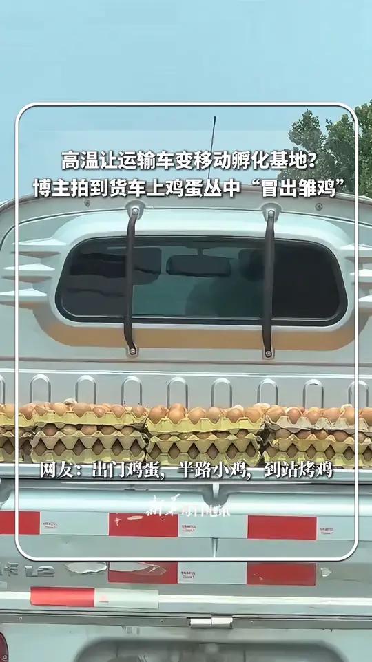 高温让运输车变移动孵化基地?博主拍到货车上鸡蛋丛中“冒出雏鸡”。@今晚早点睡_ 新华每日电