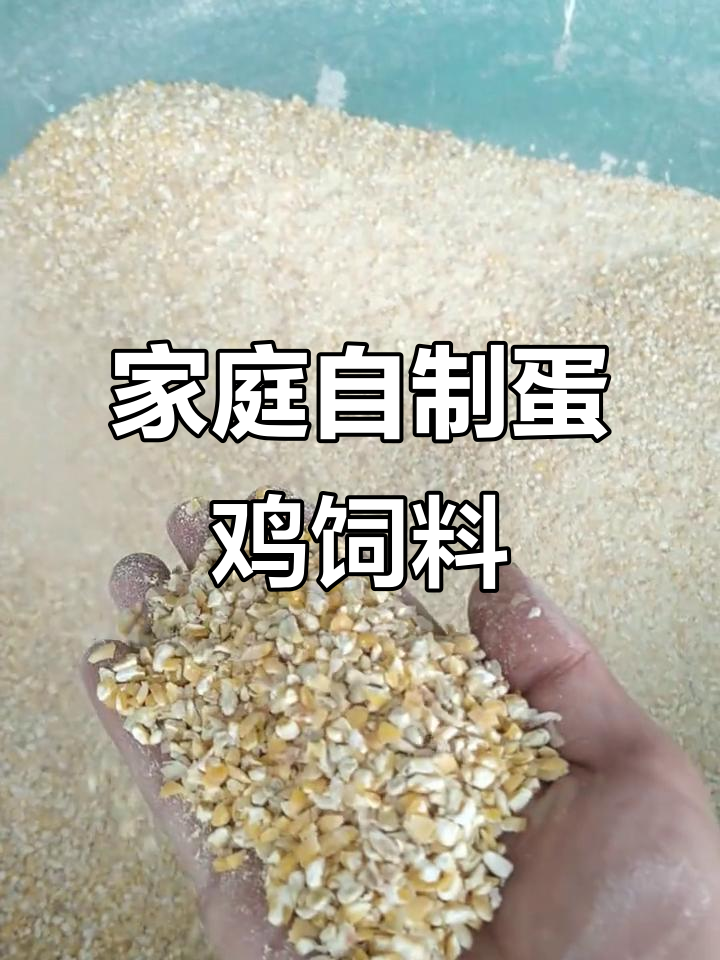 自制蛋鸡饲料，15斤料喂百只观赏鸡，成本揭秘