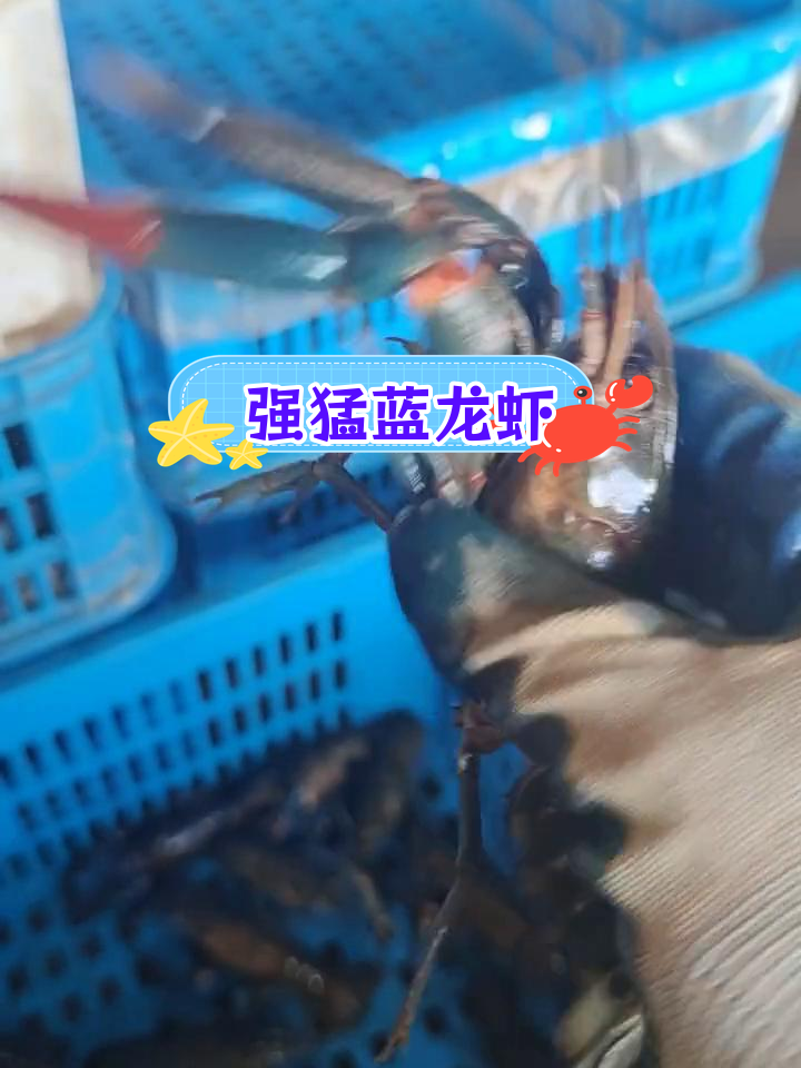 蓝龙虾活力十足,夹人超疼!