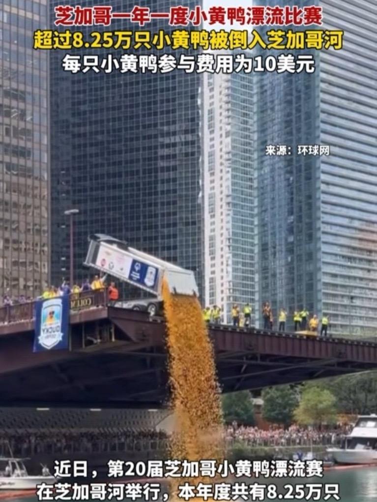 芝加哥一年一度小黄鸭漂流比赛,超过8.25万只小黄鸭被倒入芝加哥