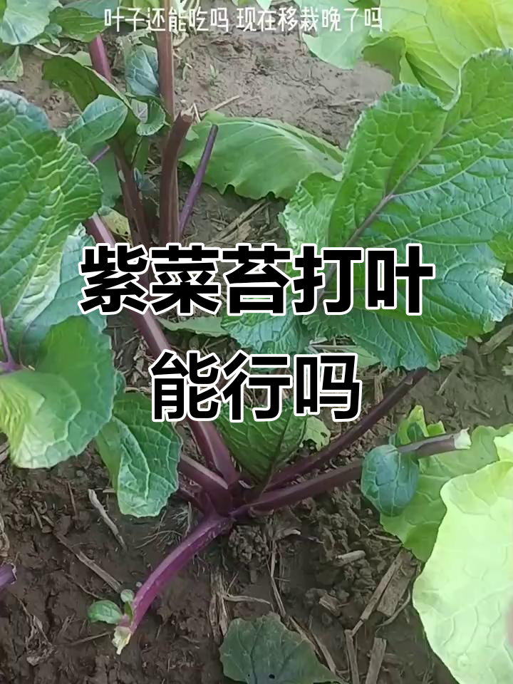 紫菜苔叶子能打吗?移栽晚不晚,还能吃吗