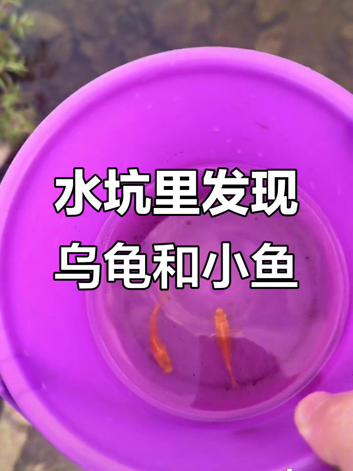 抓乌龟和黄金小鱼，水桶里的意外收获