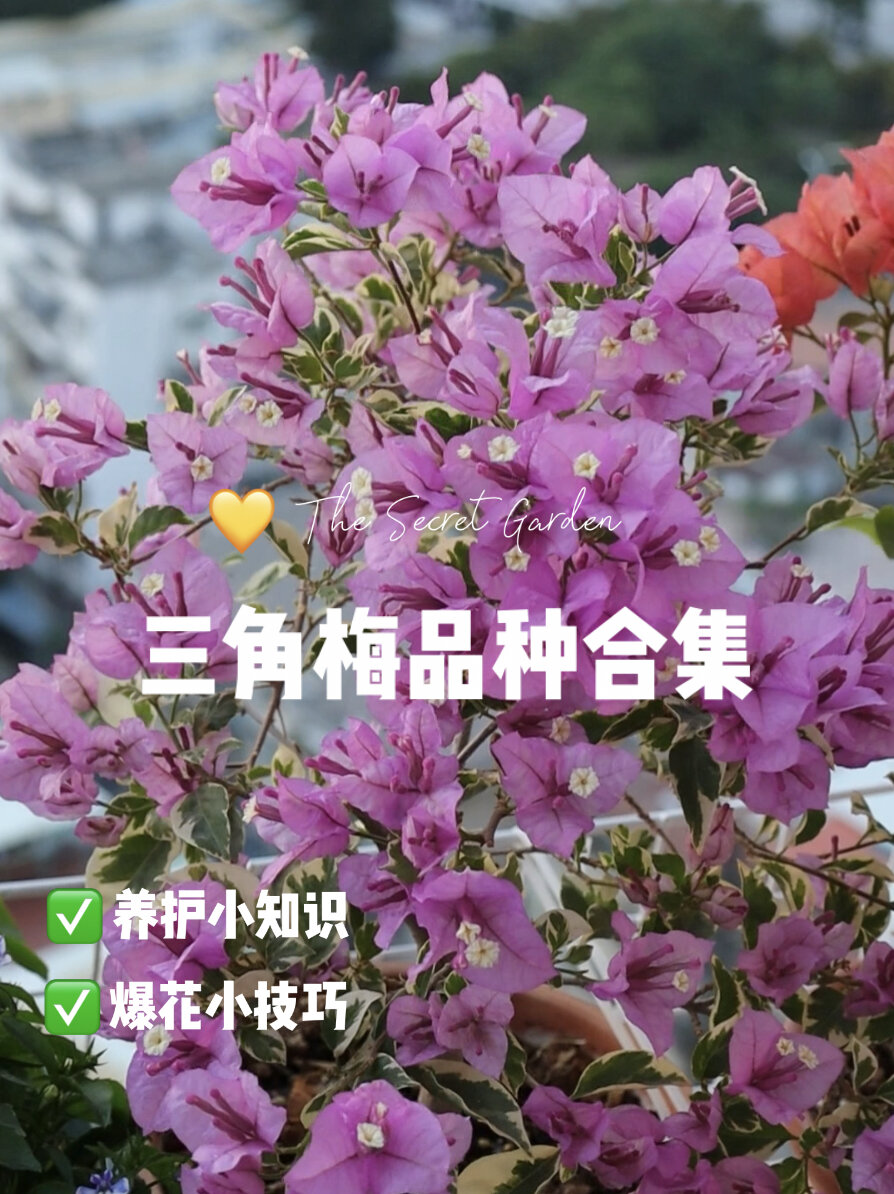 三角梅品种合集