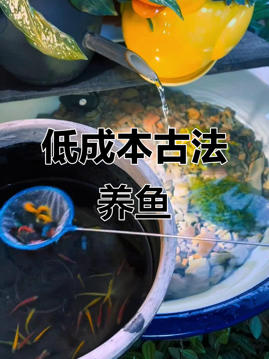 古法生态缸DIY,不换水、不打氧也能养鱼!