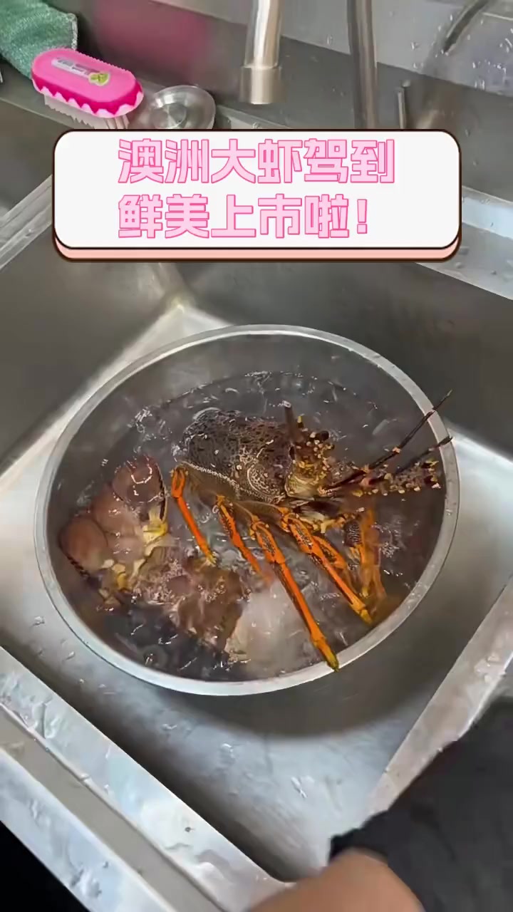 澳洲大虾驾到,鲜美上市啦!