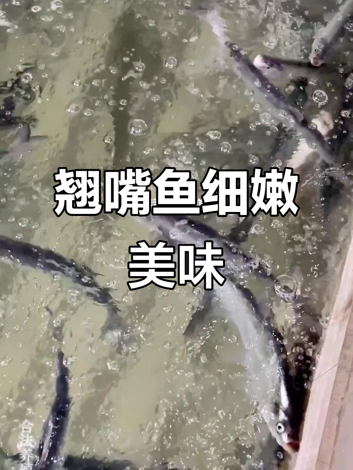 翘嘴鱼肉质鲜嫩,营养丰富,简单做就好吃
