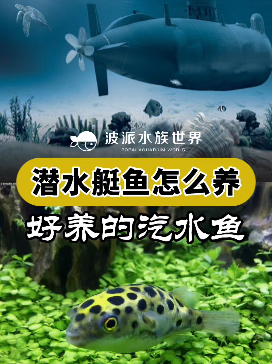 潜水艇河豚汽水鱼怎么养?