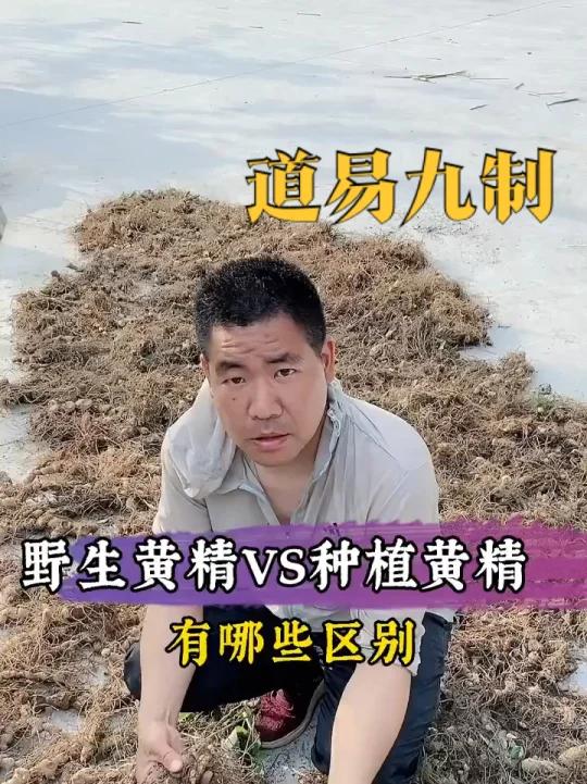 黄精属于一味非常好的保健中药材,对人体健康有许多的独特作用。黄精有滋阴润肺,补脾益气的功效