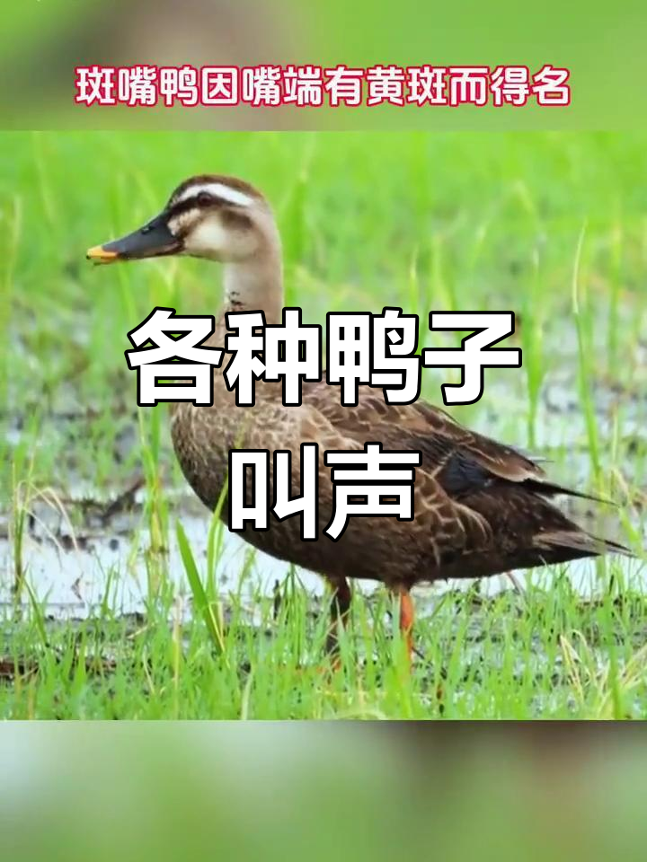 十种野鸭叫声大揭秘