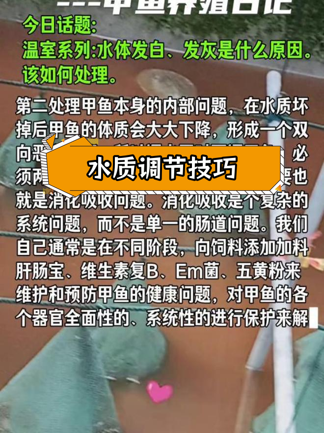 温室甲鱼养殖水体发白发灰的原因及处理方法