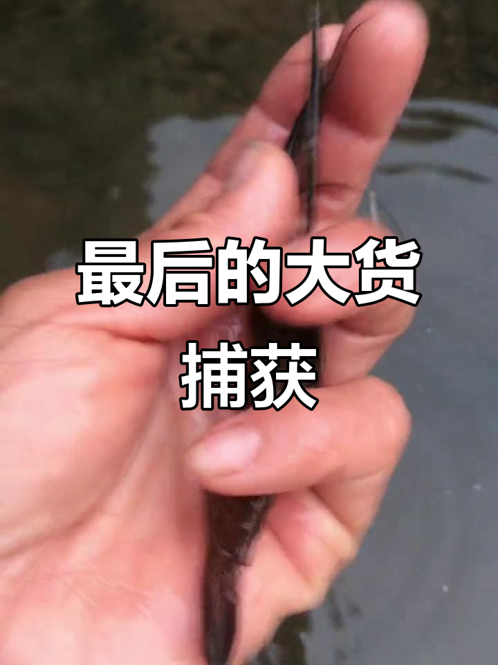 今年最后一只大虾到手,抓鱼捕虾乐趣多