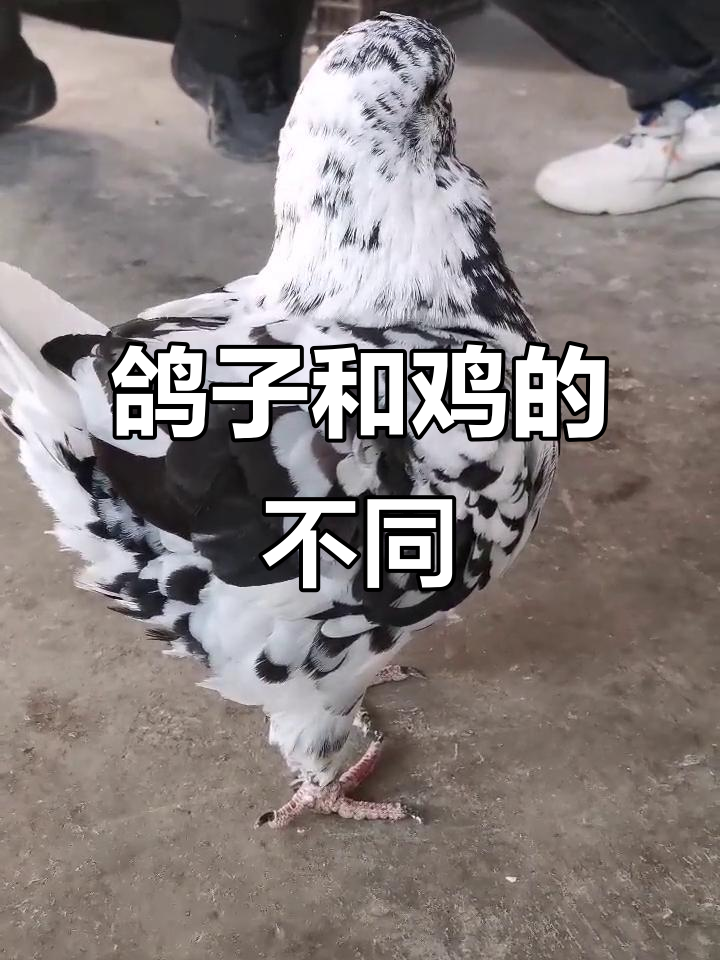 鸽子与鸡的区别,竟然这么大!