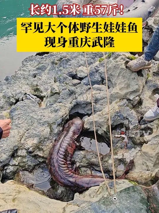 长约1.5米，重57斤！罕见大个体野生娃娃鱼现身重庆武隆！当地村民同护鱼队一起，共同将这条
